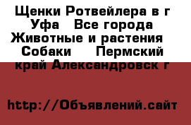 Щенки Ротвейлера в г.Уфа - Все города Животные и растения » Собаки   . Пермский край,Александровск г.